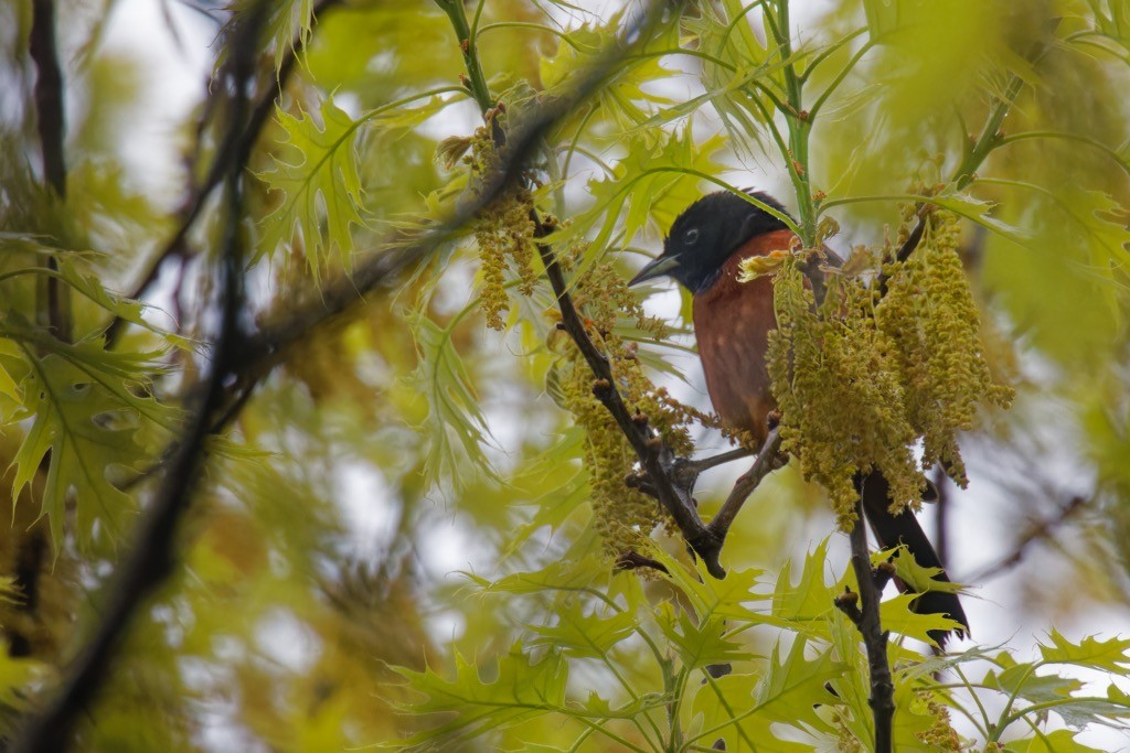 Oriole des vergers - ML618963591