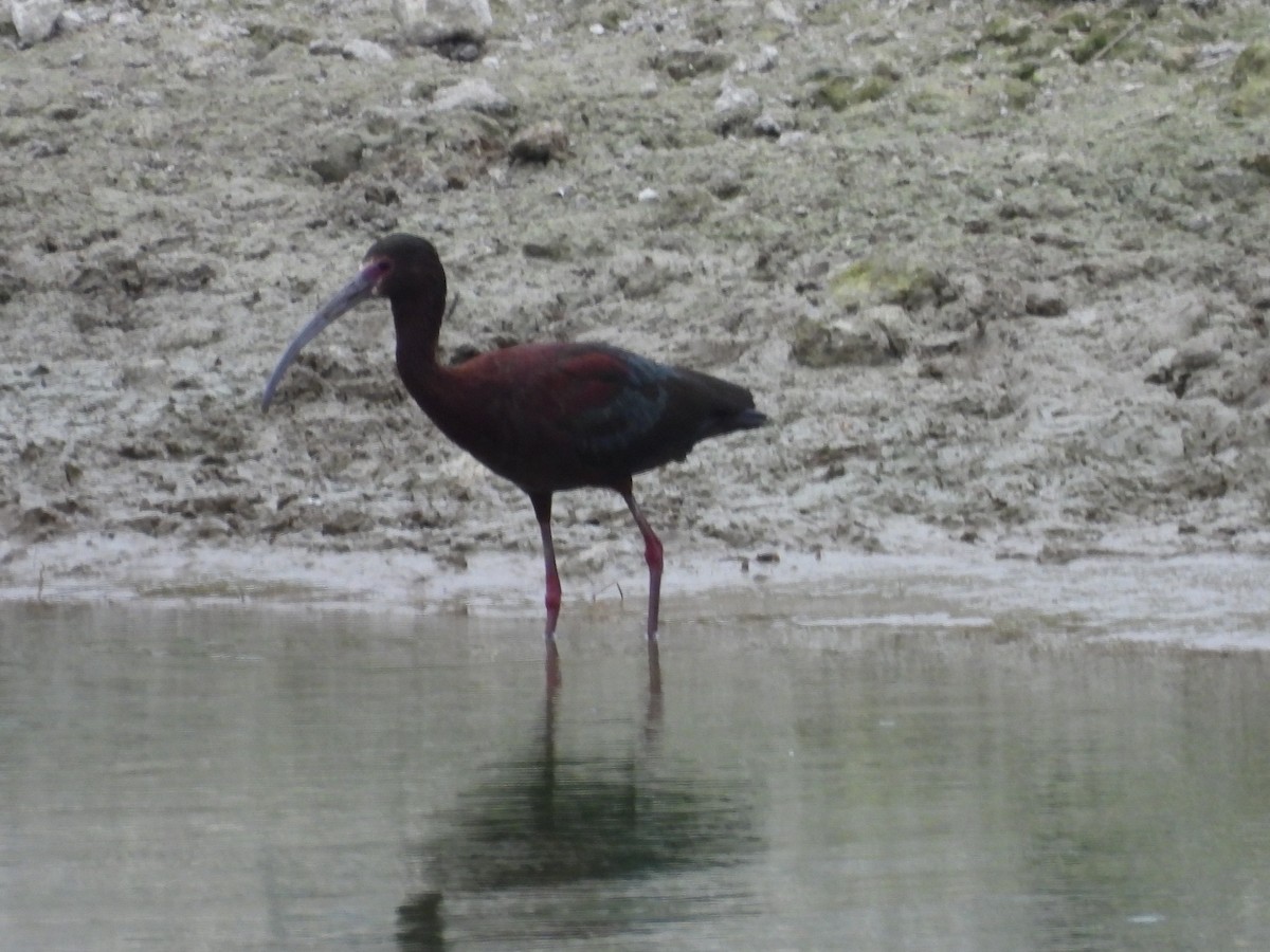 White-faced Ibis - ML618963609