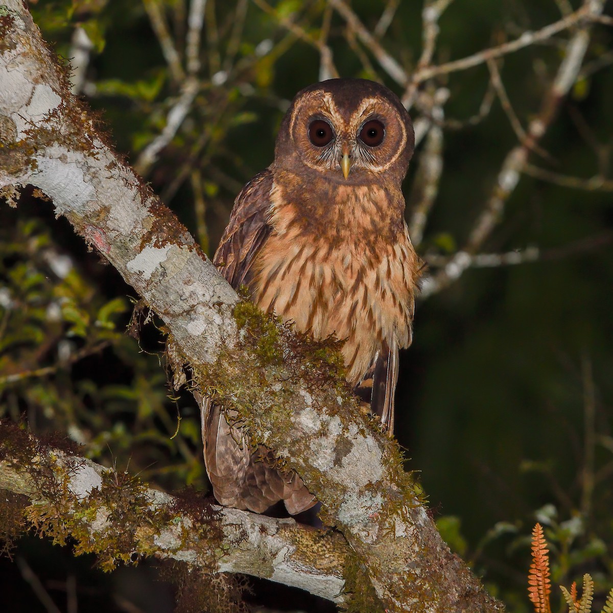 Mottled Owl - Fabyano Costa