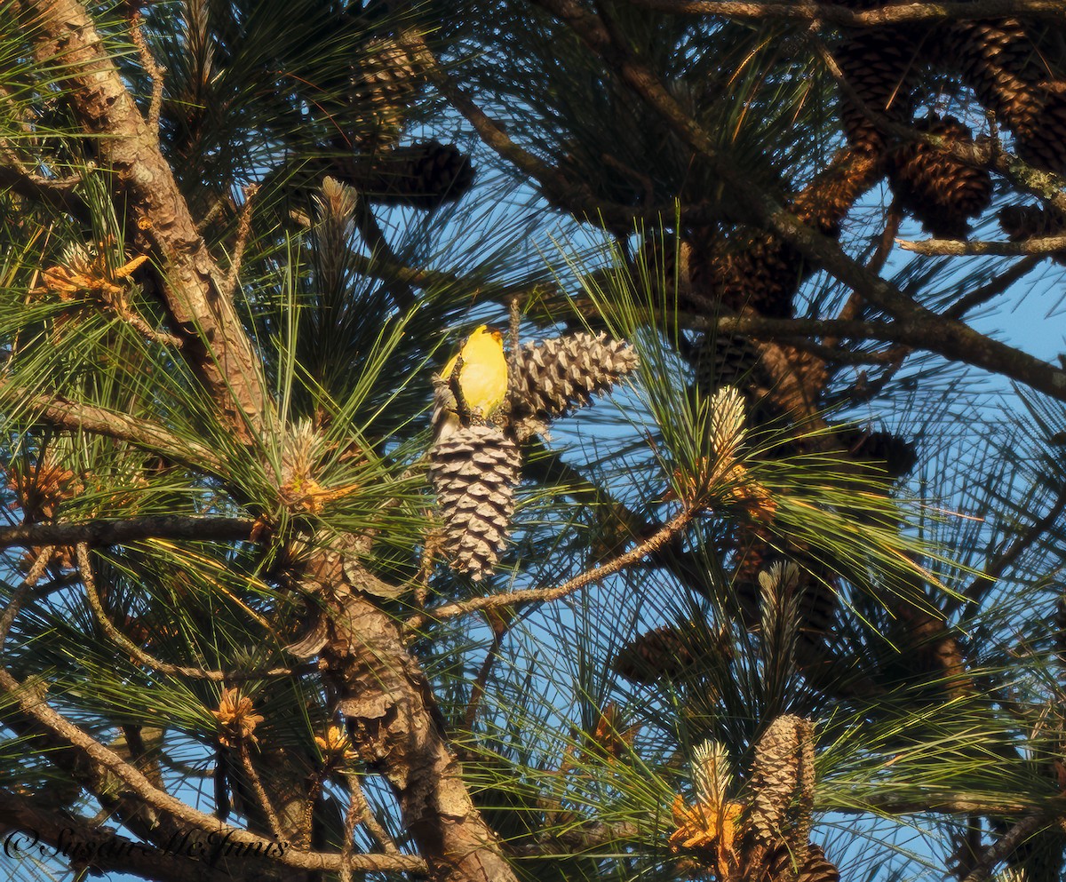 American Goldfinch - Susan Mac