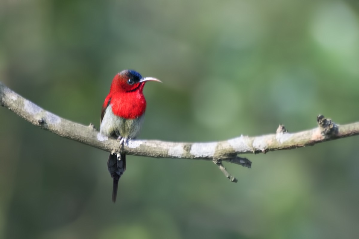 Crimson Sunbird - SOVON PARBAT
