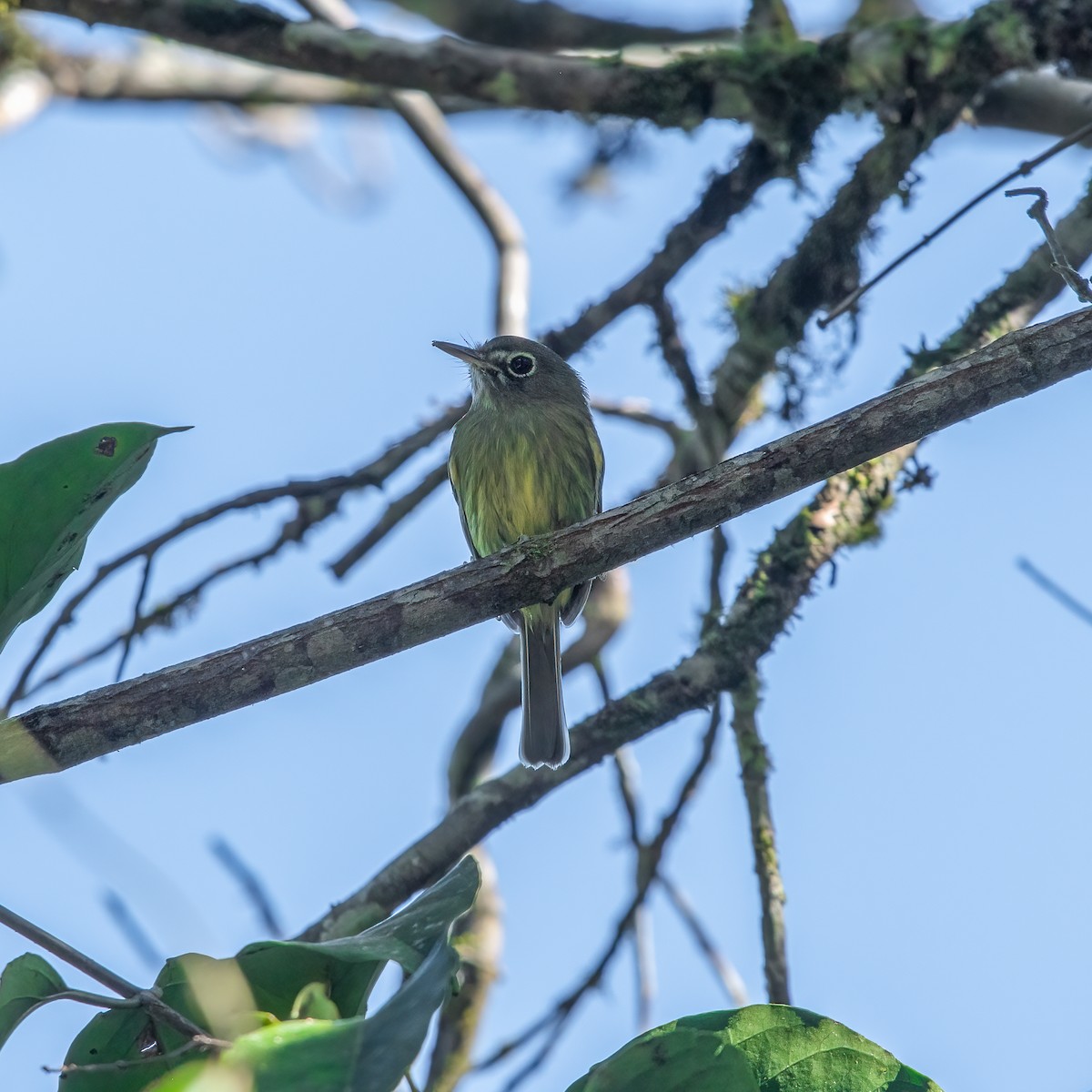 Eye-ringed Tody-Tyrant - Fabyano Costa