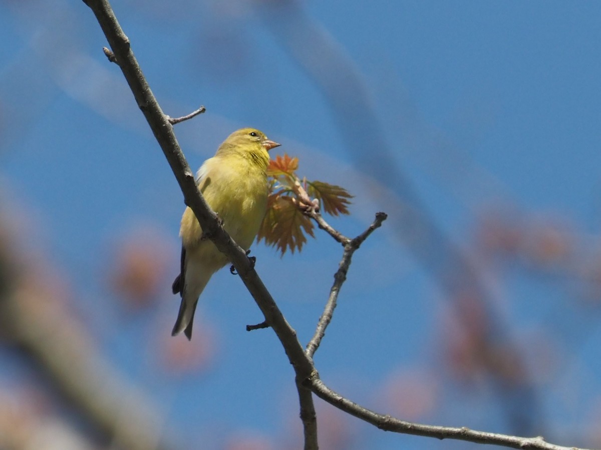 American Goldfinch - Bill Bunn