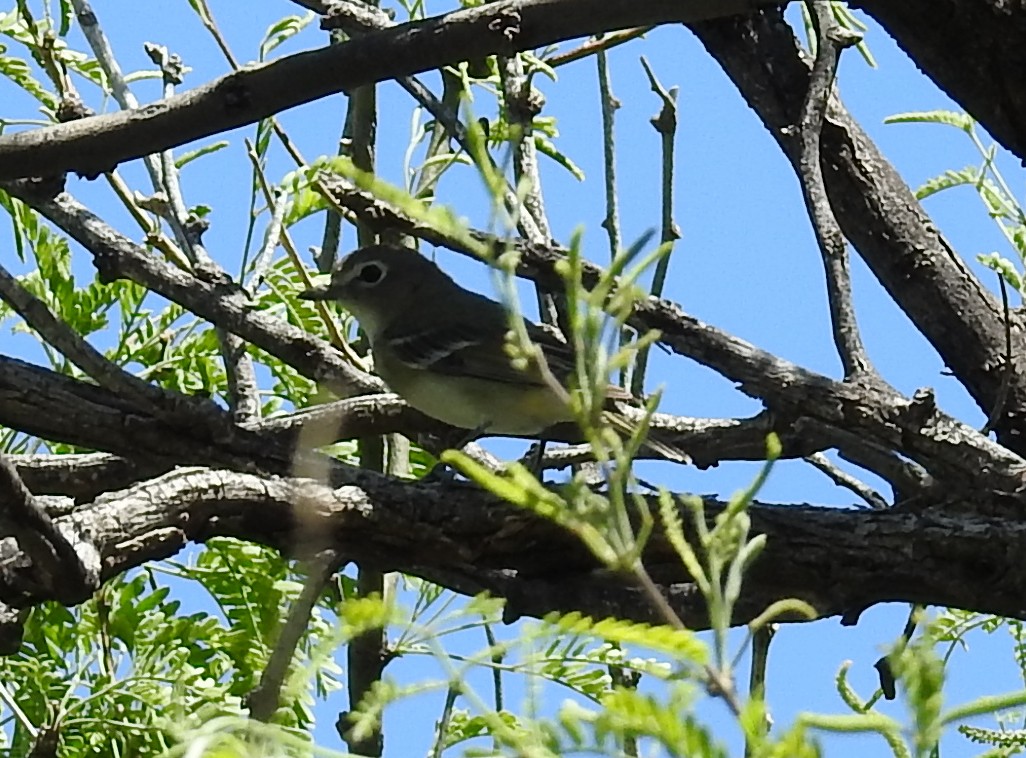 Cassin's Vireo - Sue Murphy