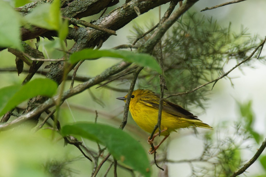 Paruline jaune - ML618963651