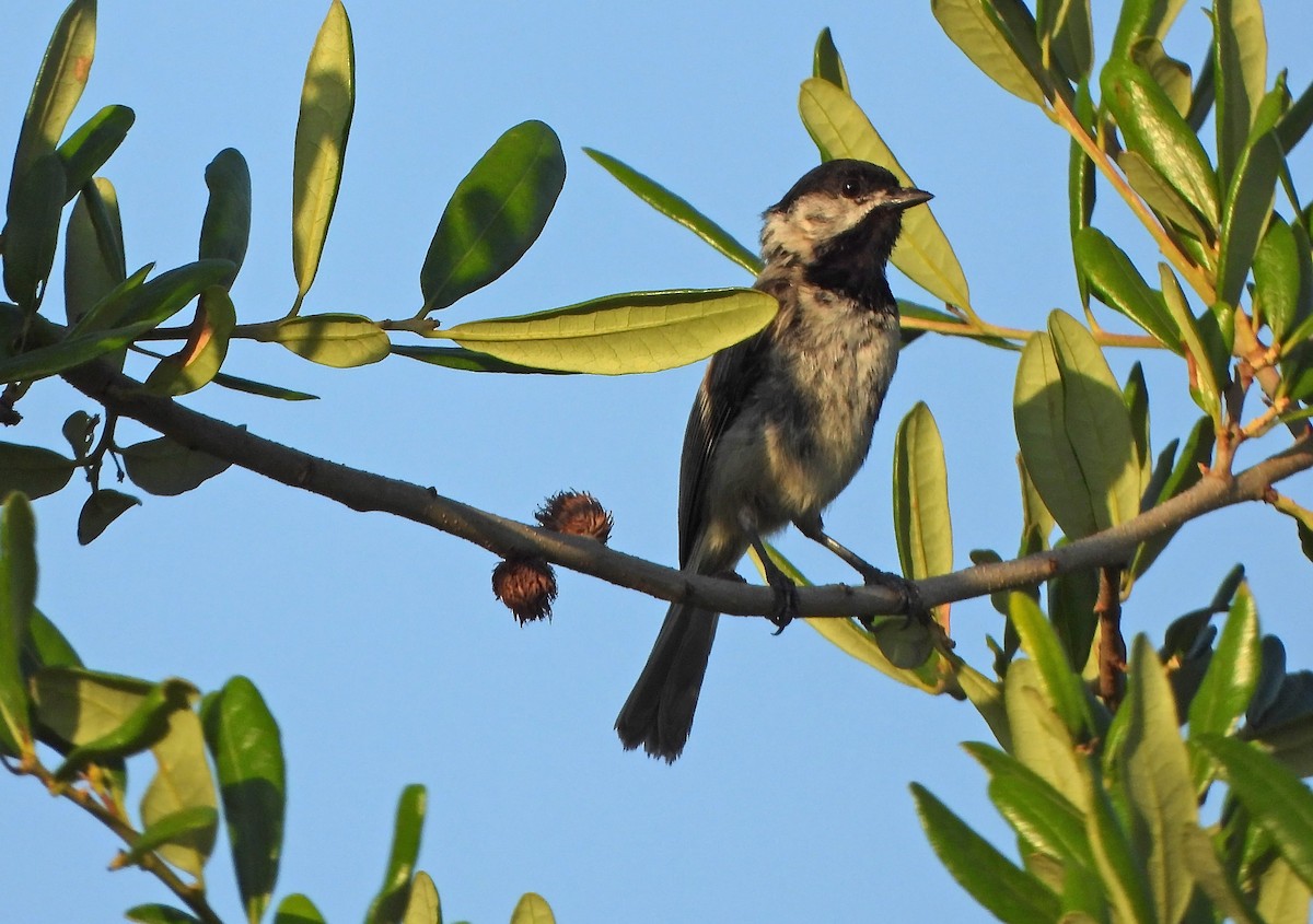 Carolina Chickadee - ML618963653