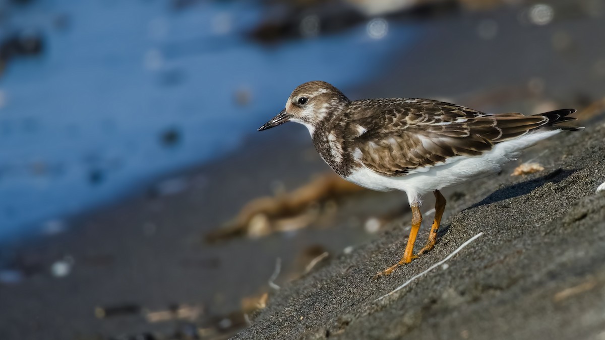 Ruddy Turnstone - Kubilay Kaplan