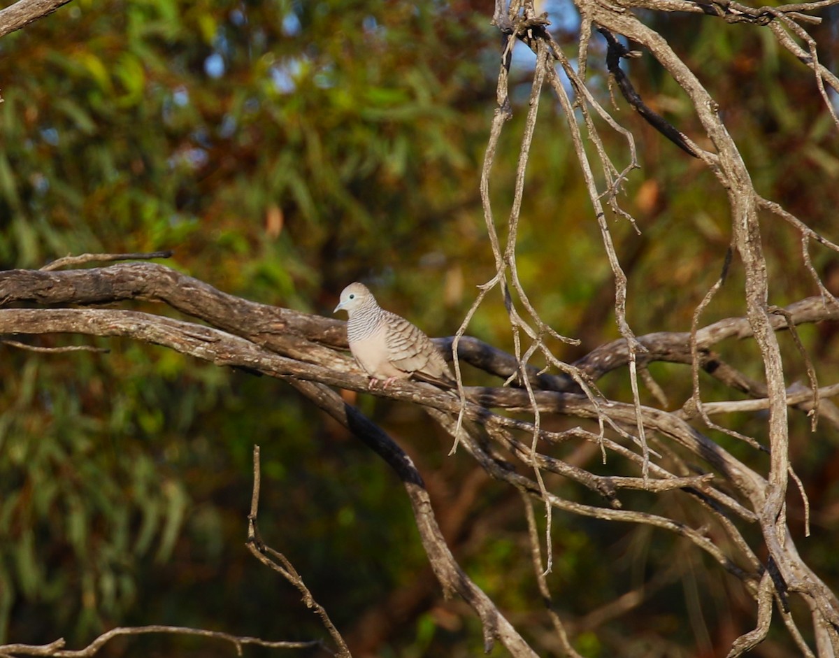 Peaceful Dove - sean clancy