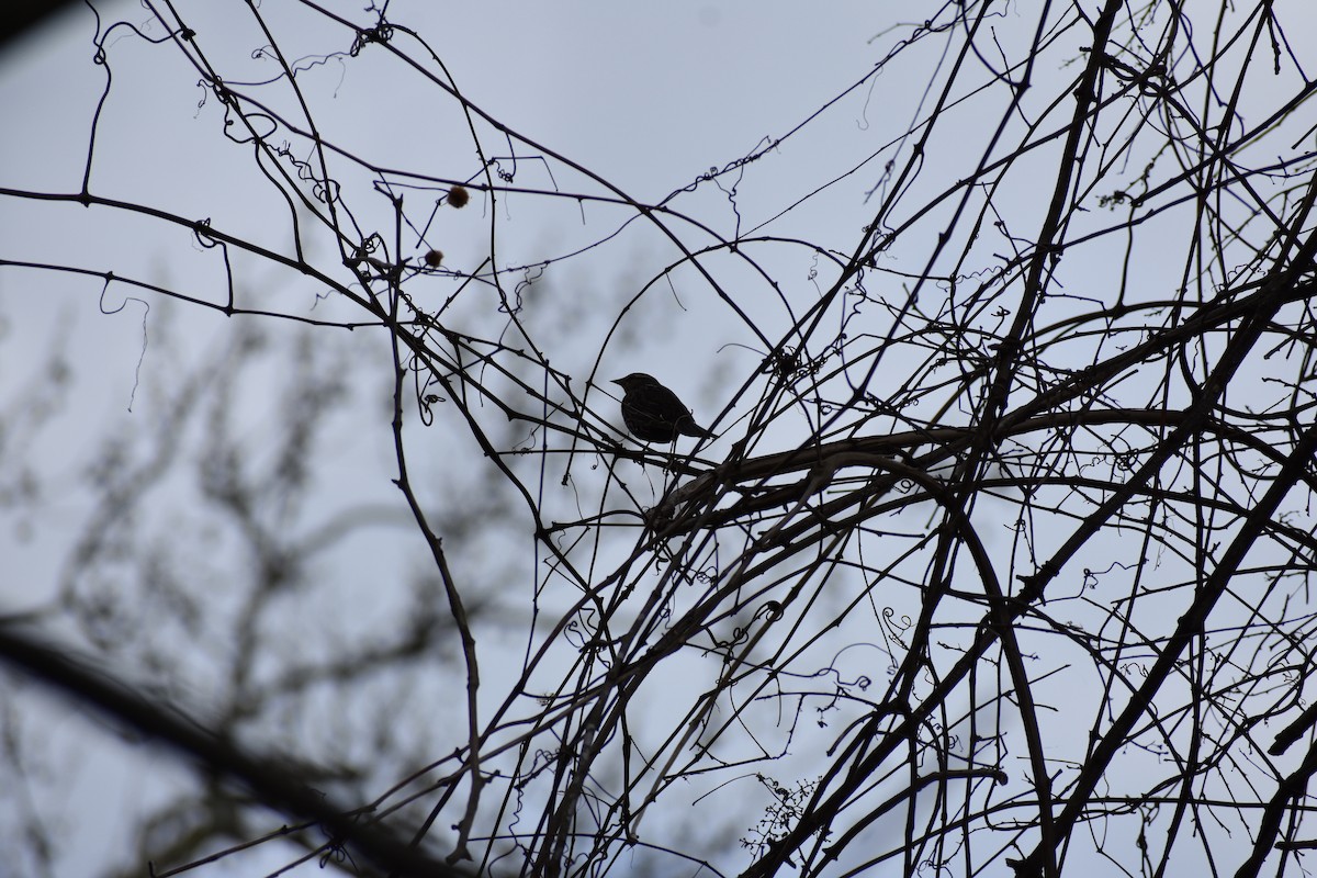 White-throated Sparrow - Anonymous