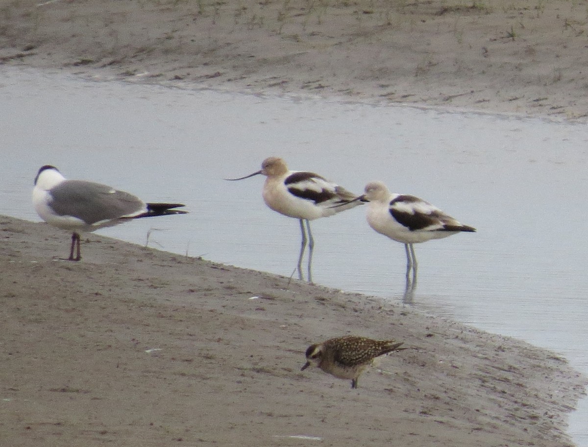 American Golden-Plover - ML618963704