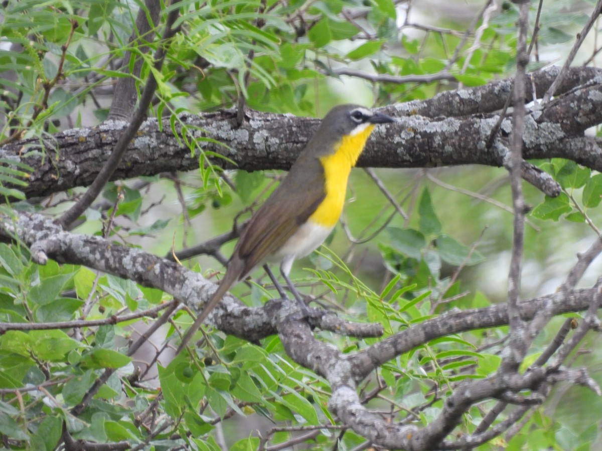 Yellow-breasted Chat - ML618963726