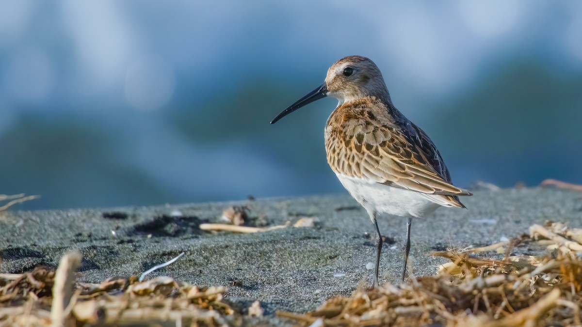 Dunlin - ML618963737