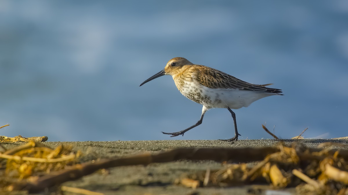 Dunlin - ML618963738