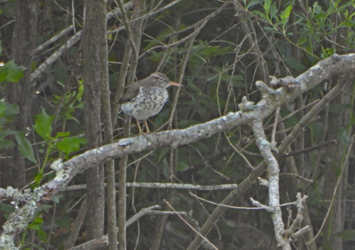 Spotted Sandpiper - ML618963741