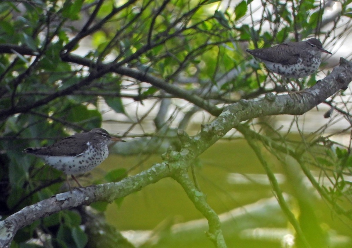 Spotted Sandpiper - ML618963742