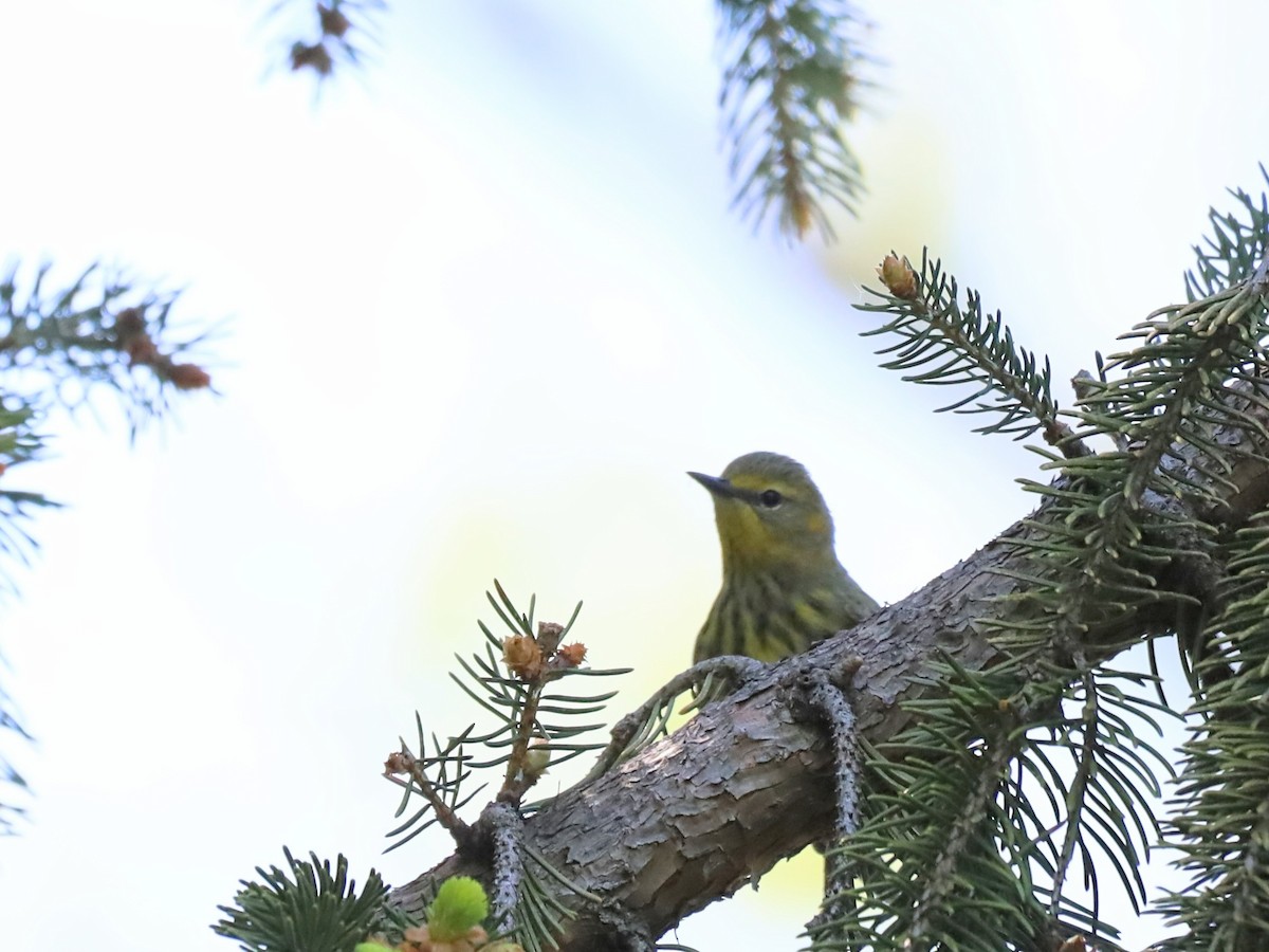 Cape May Warbler - ML618963749