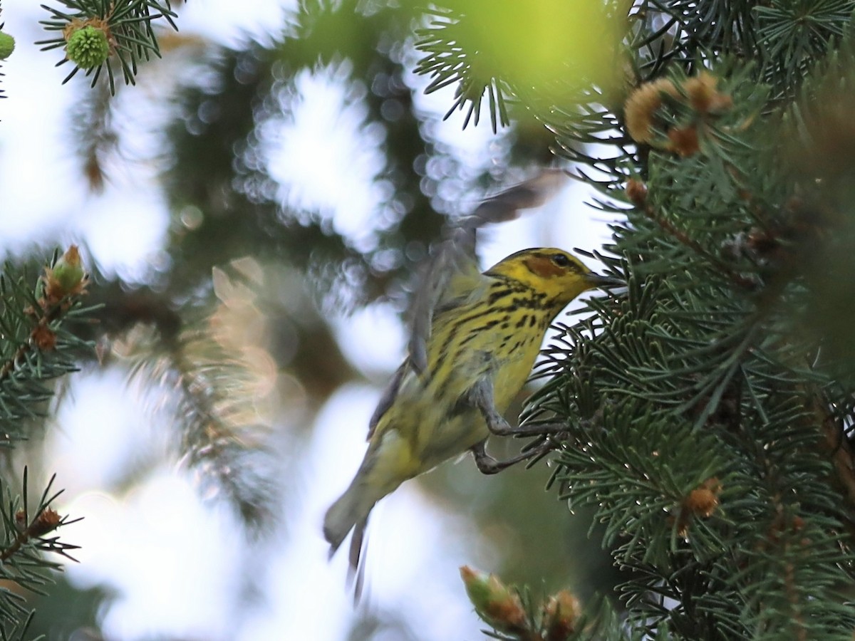 Cape May Warbler - ML618963750