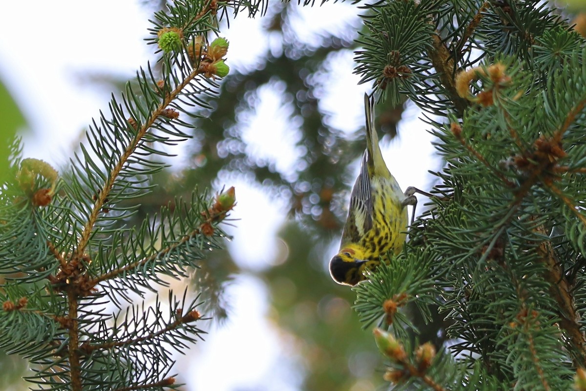 Cape May Warbler - ML618963751