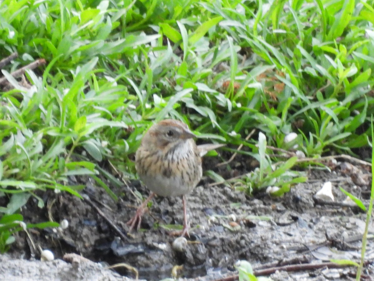 Lincoln's Sparrow - ML618963760