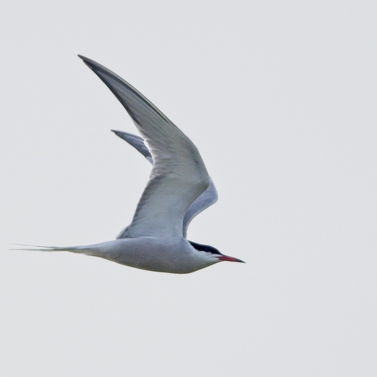 Common Tern - Dan Brown