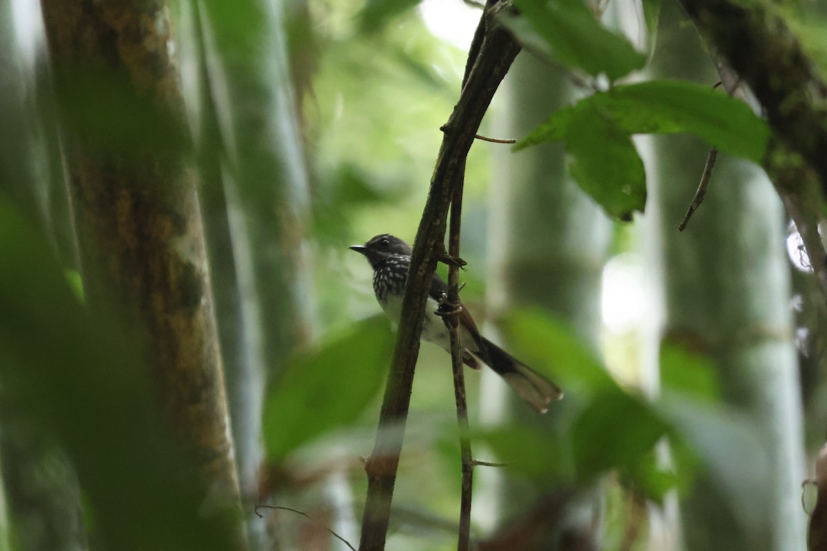Spotted Fantail - Pachara Promnopwong