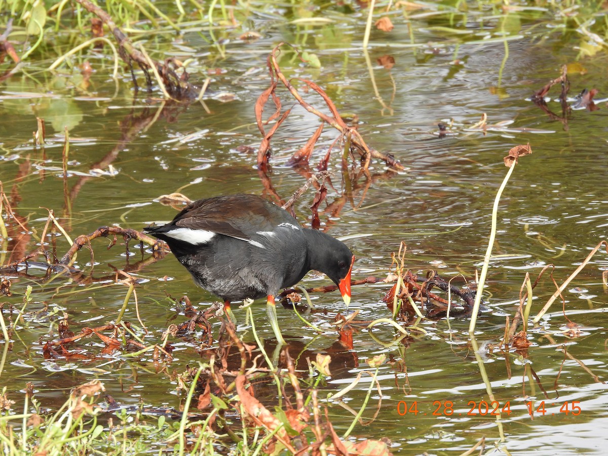 Common Gallinule - ML618963778