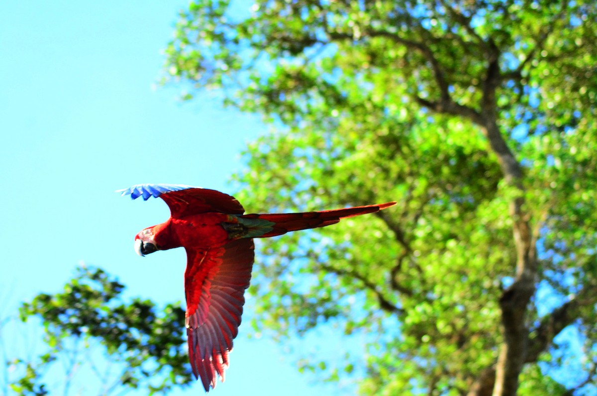 Red-and-green Macaw - Jefté Faustino Peixoto