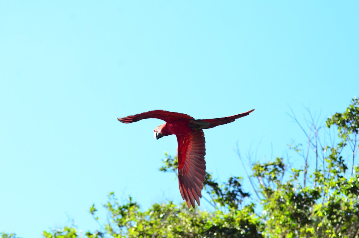 Red-and-green Macaw - ML618963794