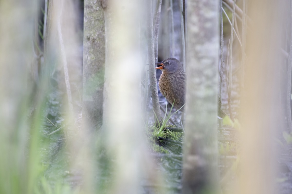 Virginia Rail - ML618963821