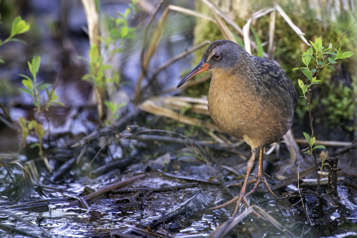 Virginia Rail - ML618963822