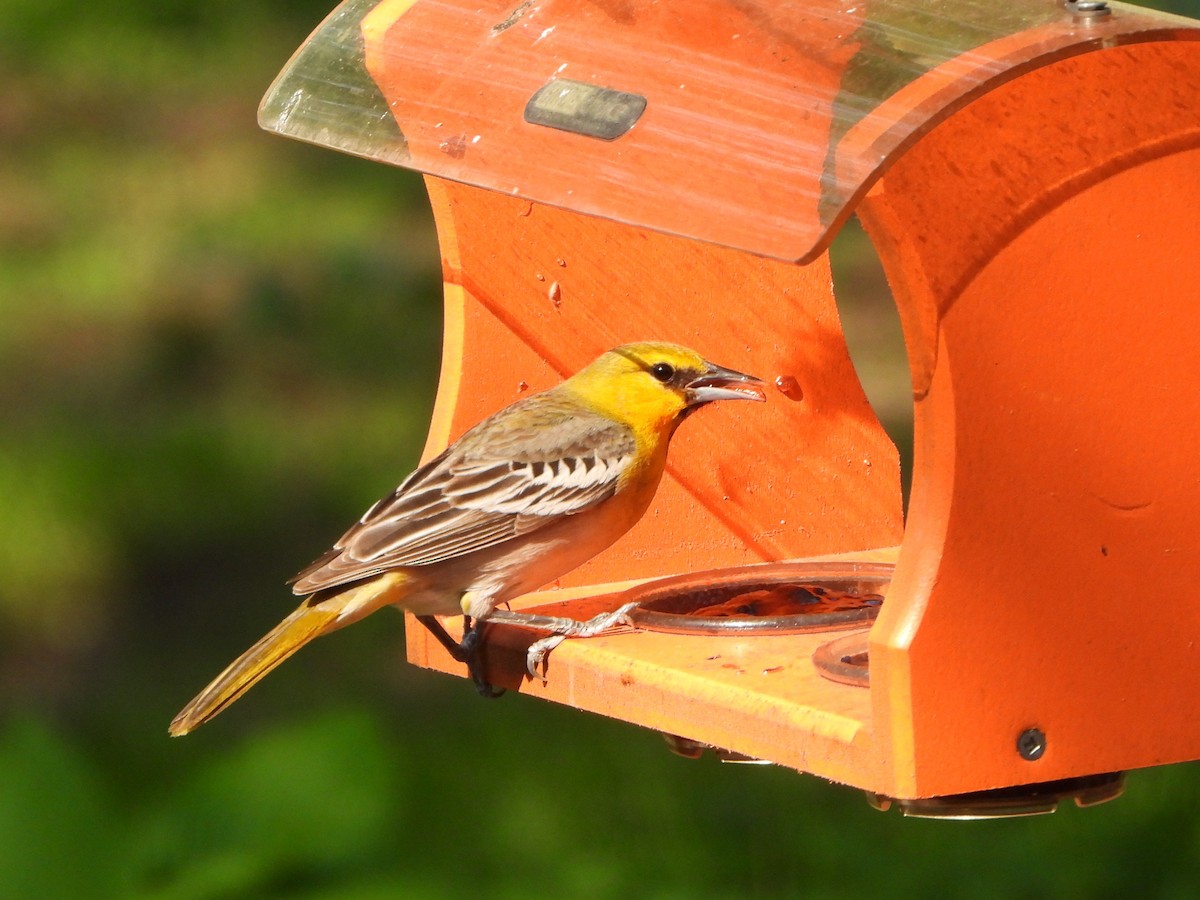 Bullock's Oriole - Tate Putman