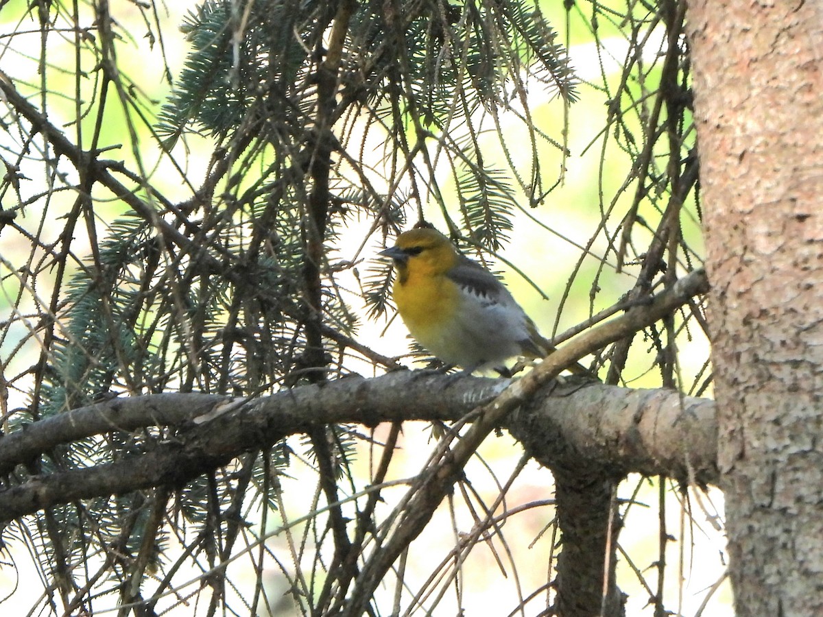 Bullock's Oriole - Tate Putman