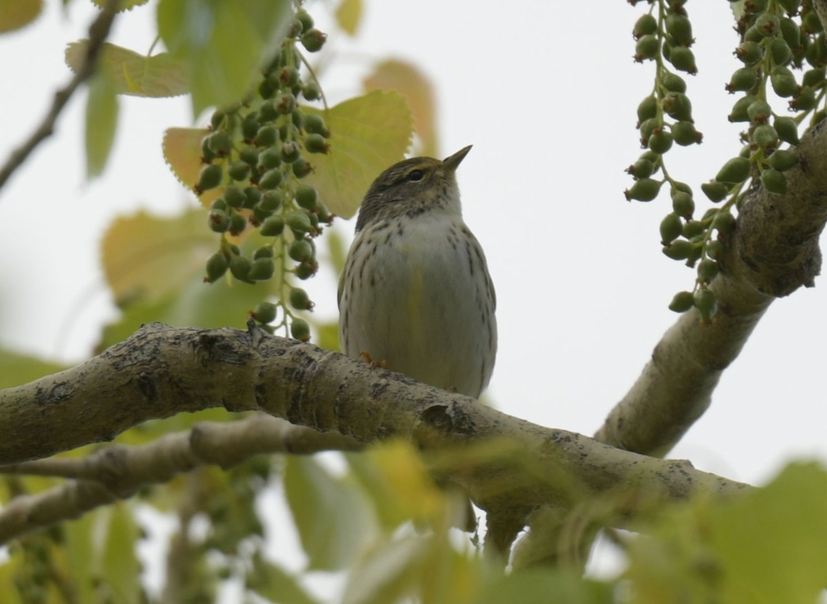 Blackpoll Warbler - ML618963840