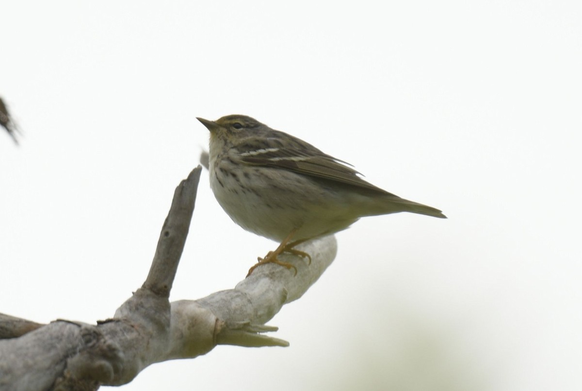 Blackpoll Warbler - ML618963841