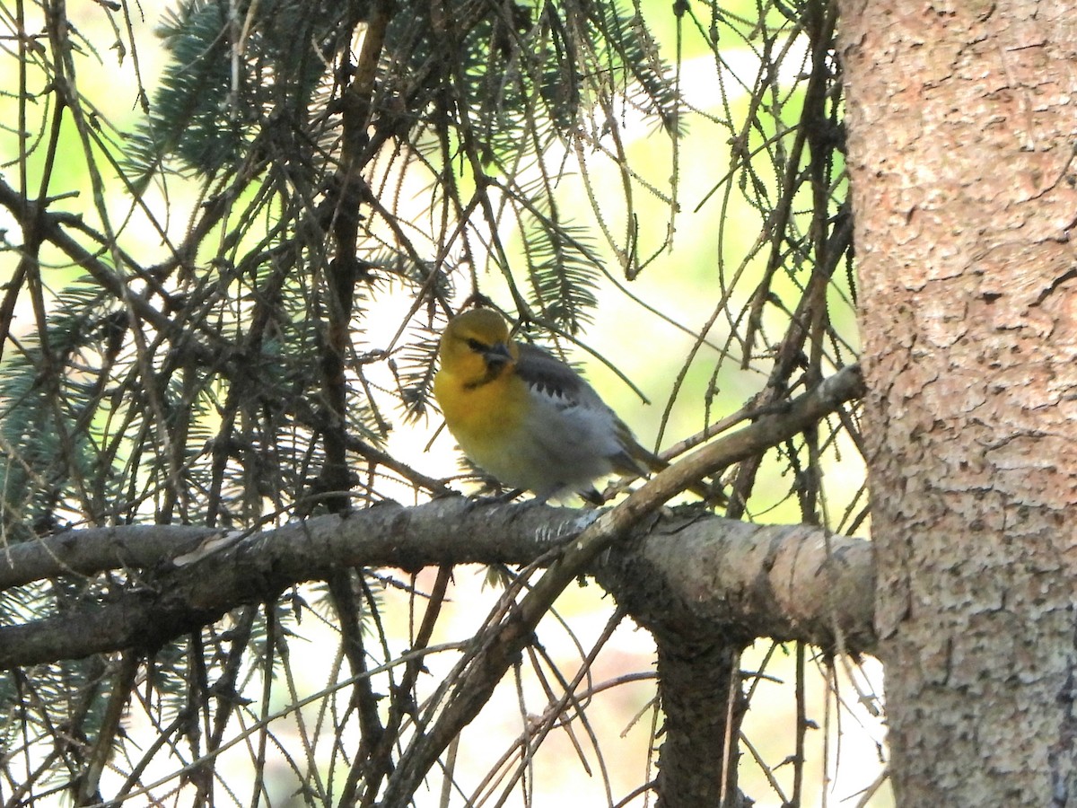 Bullock's Oriole - Tate Putman