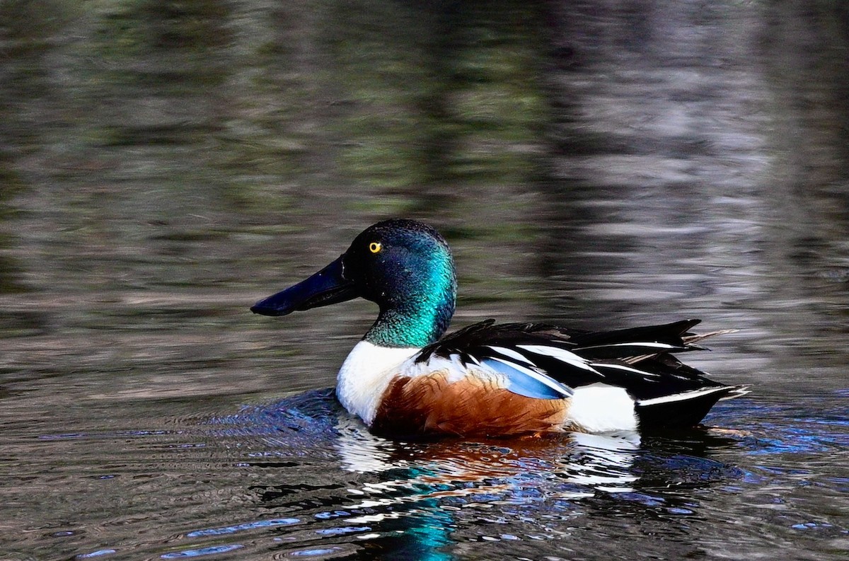 Northern Shoveler - ML618963911