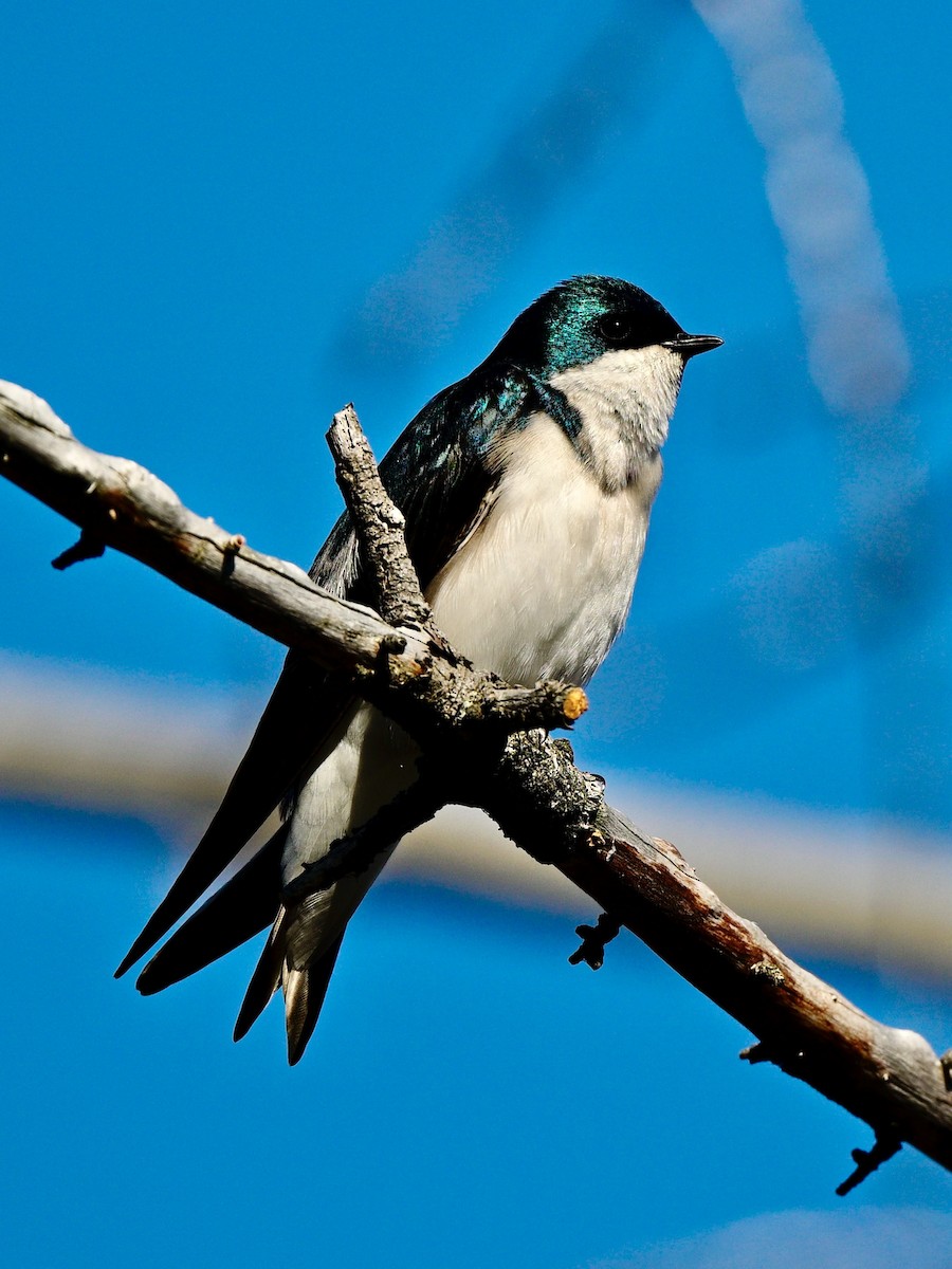 Golondrina Bicolor - ML618963919