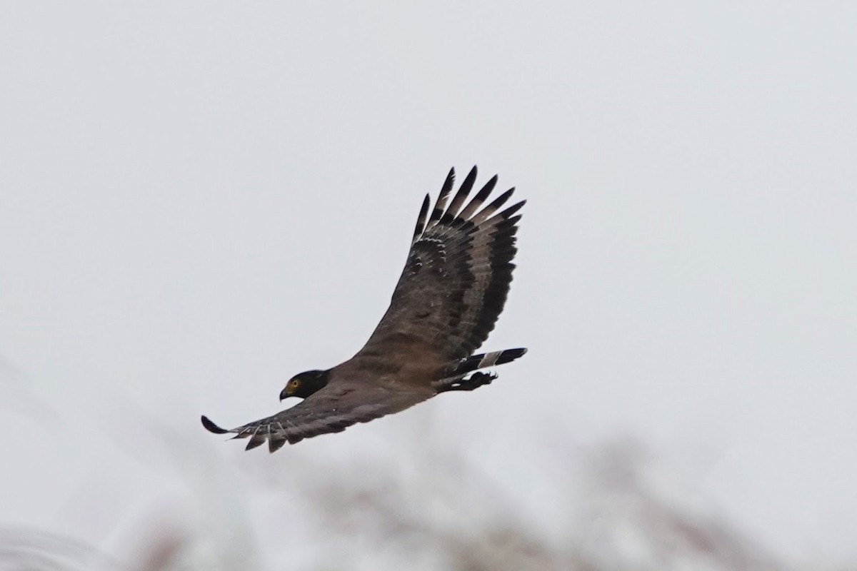 Crested Serpent-Eagle - Brecht Caers