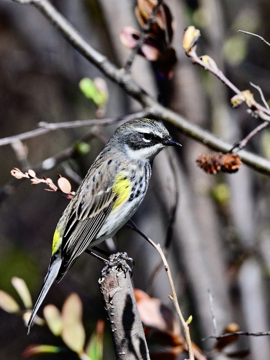 Yellow-rumped Warbler - ML618963925