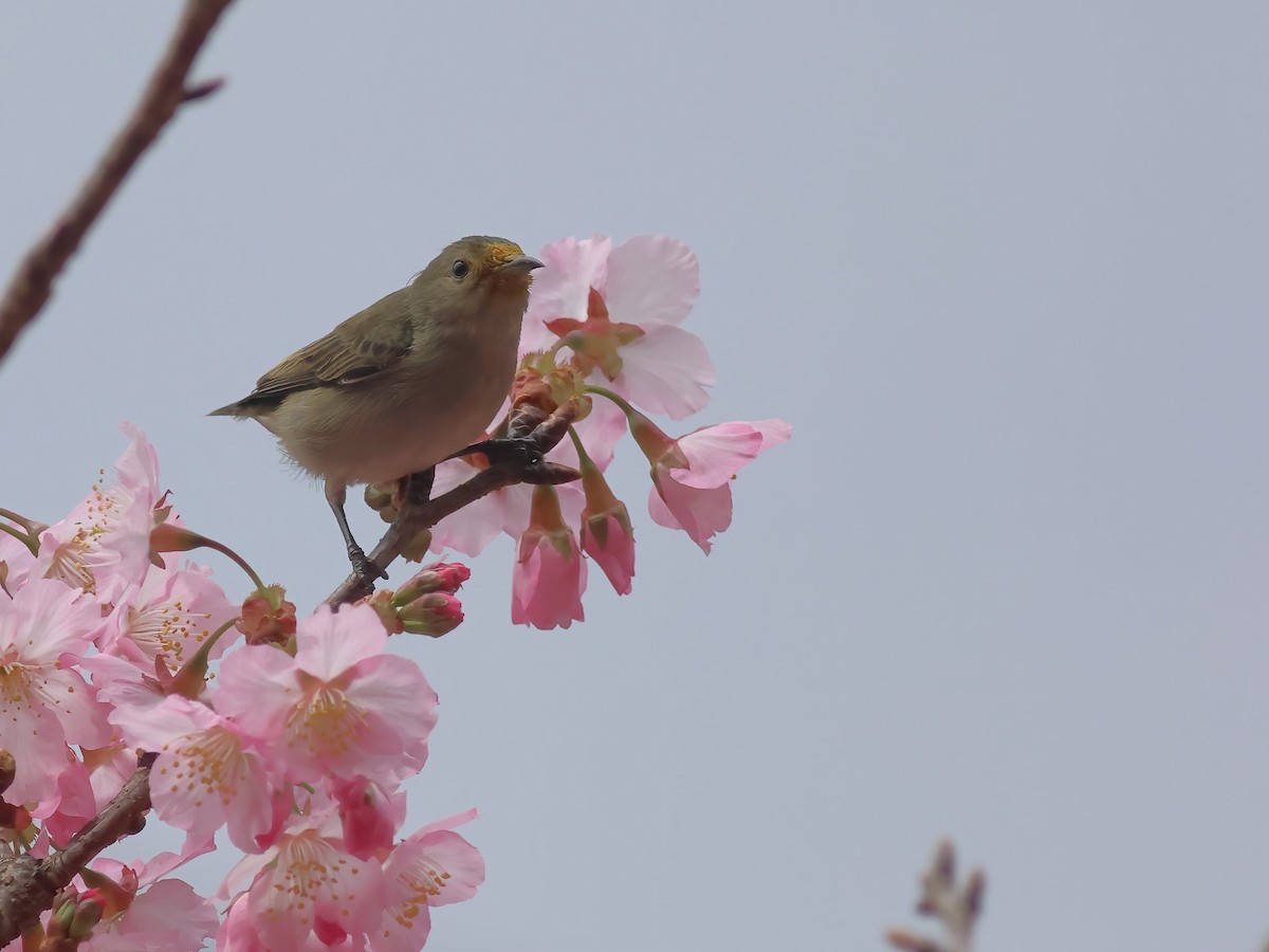 Plain Flowerpecker - ML618963930