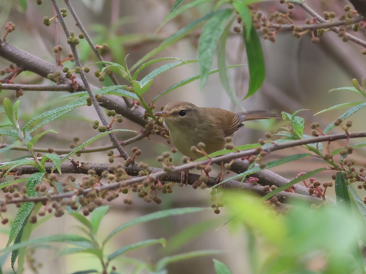 Brownish-flanked Bush Warbler (Taiwan) - ML618963974