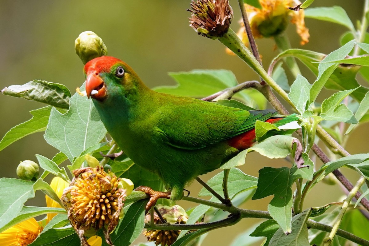 Sri Lanka Hanging-Parrot - Brecht Caers