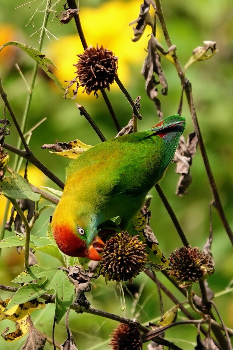 Sri Lanka Hanging-Parrot - ML618963979