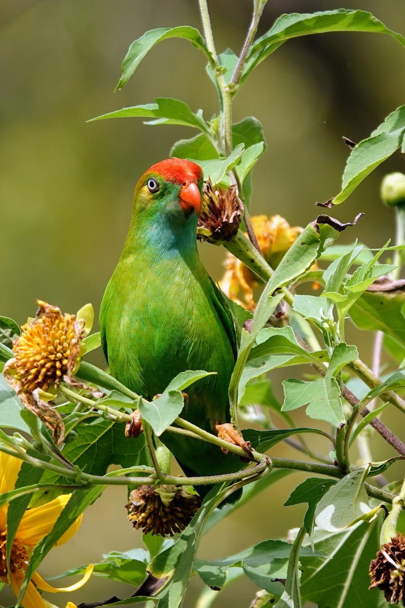 Sri Lanka Hanging-Parrot - Brecht Caers
