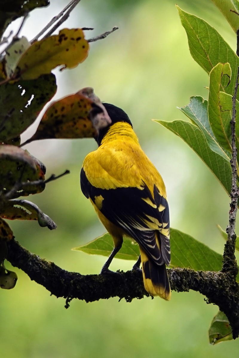 Black-hooded Oriole - ML618963989