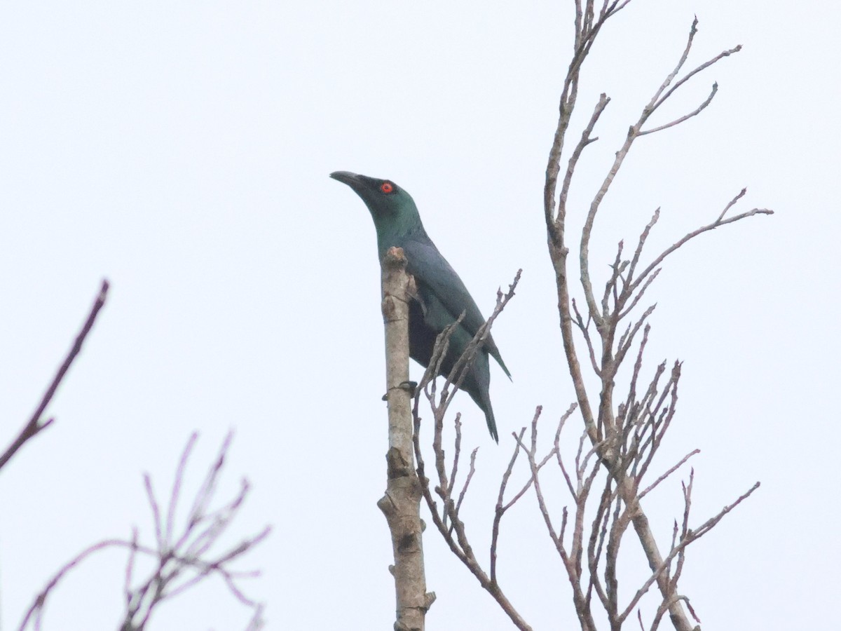 Asian Glossy Starling - ML618963998