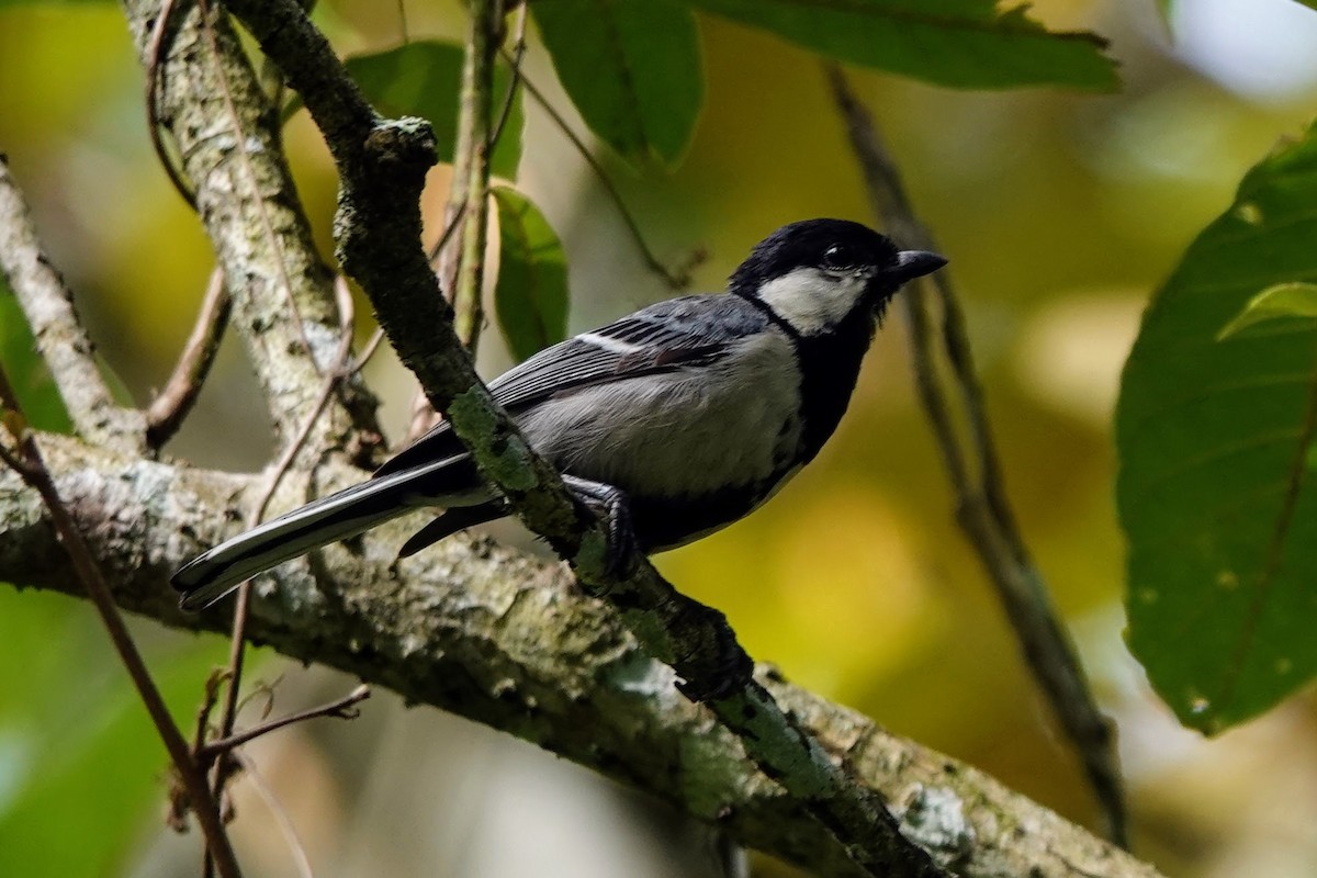 Cinereous Tit - ML618964002