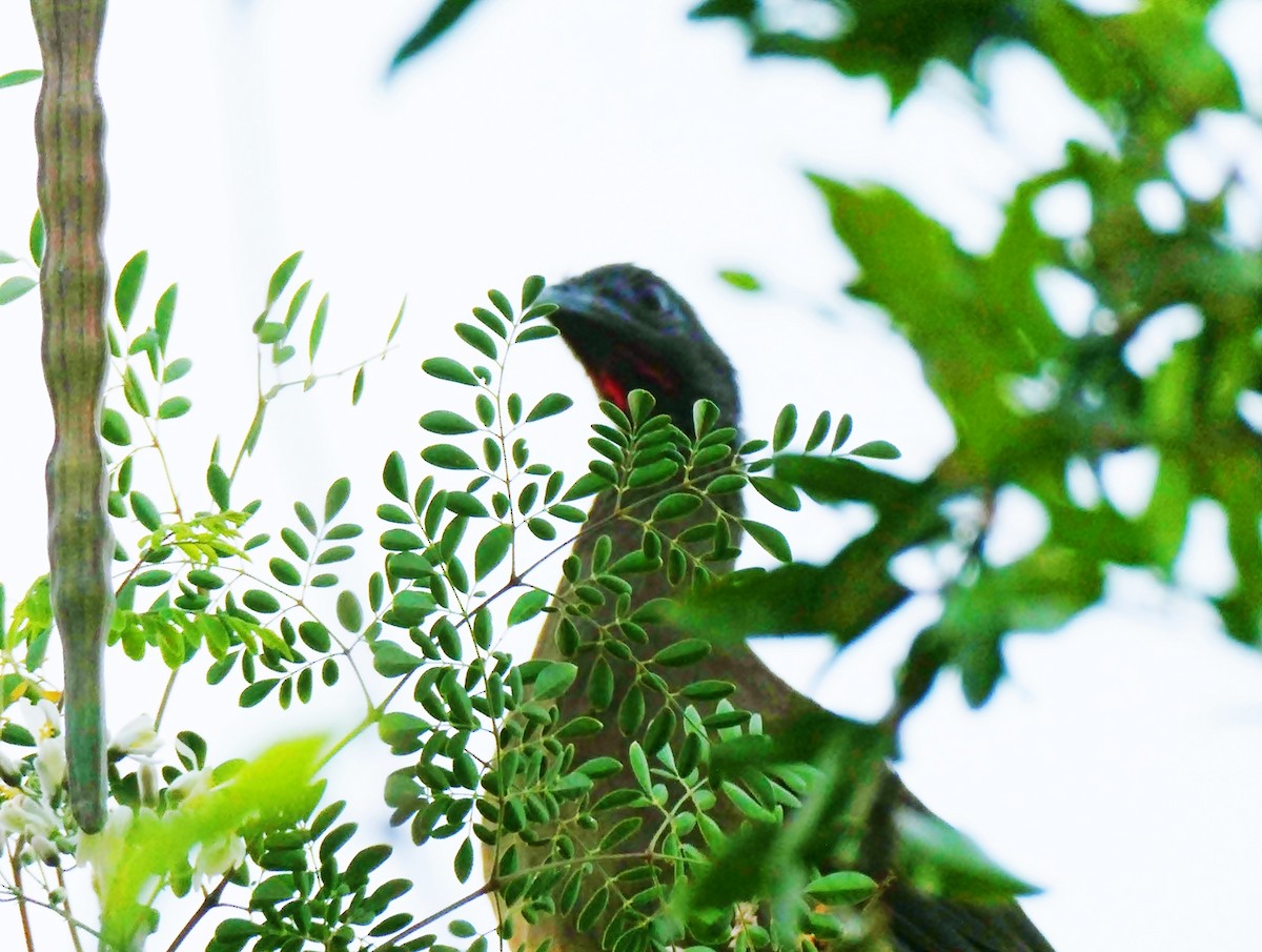 Rufous-vented Chachalaca - Carlos Navea