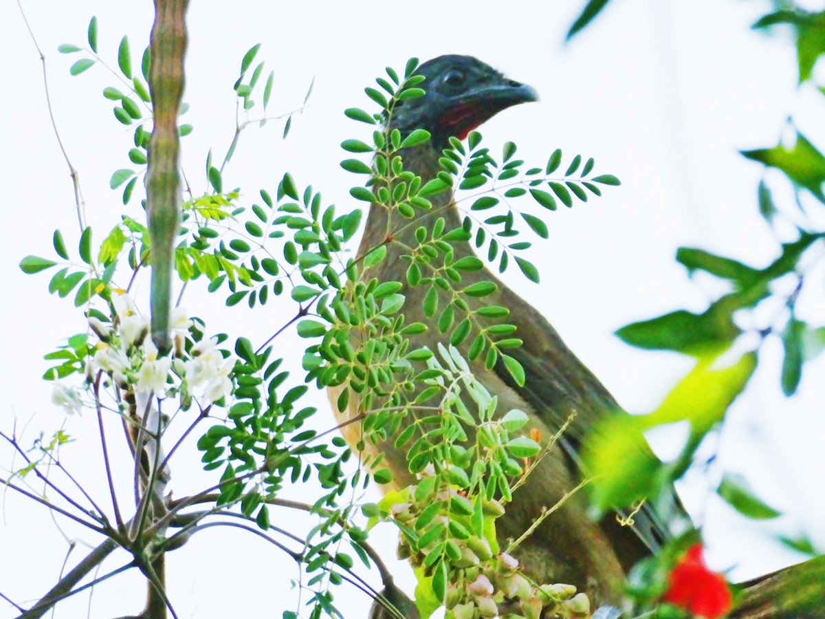 Rufous-vented Chachalaca - Carlos Navea