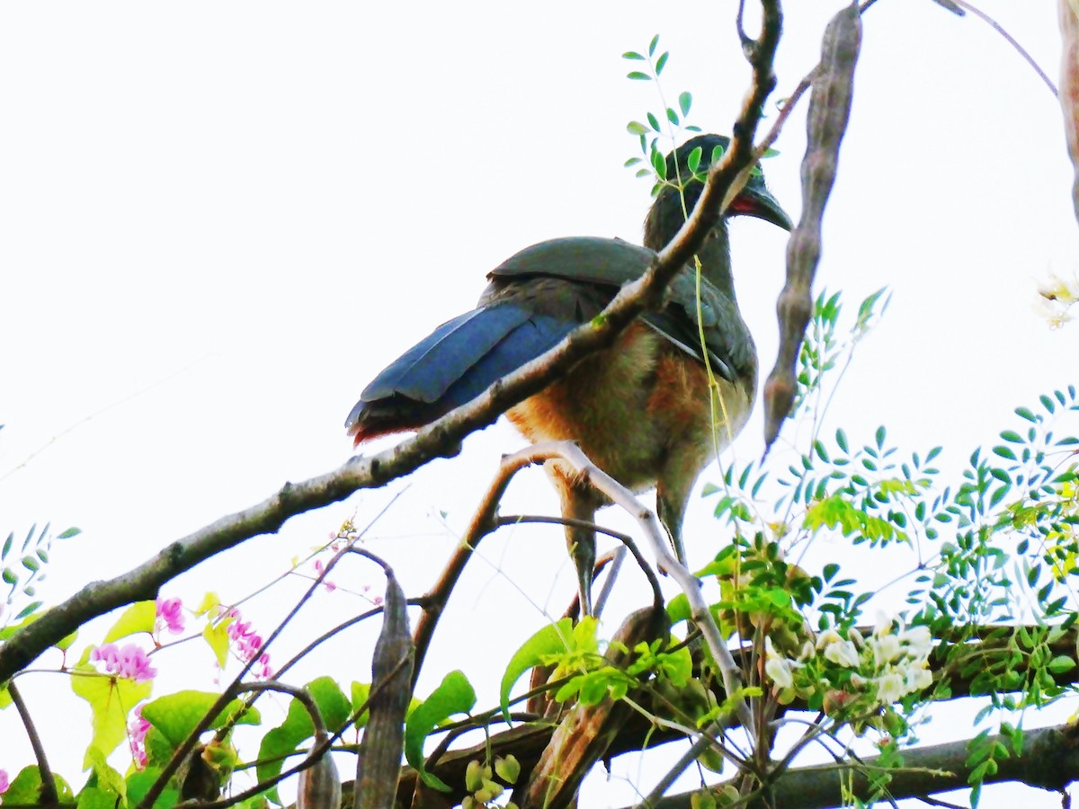 Rufous-vented Chachalaca - Carlos Navea